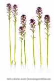 Orchis brûlé ; burnt orchid