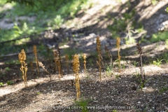 Néottie nid d'oiseau - Neottia nidus-avis