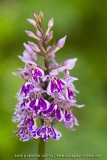 Orchis de Fuchs (Dactylorhize) - Dactylorhiza fuchsii