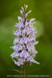 Orchis de Fuchs (Dactylorhize) - Dactylorhiza fuchsii