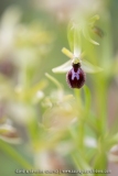 Ophrys petite-araignée