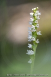 Goodyère rampante - Goodyera repens