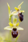 Ophrys petite-araignée