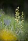 Ophrys petite-araignée