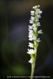 Goodyère rampante - Goodyera repens