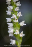 Goodyère rampante ; creeping lady's-tresses