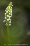 Orchis miel