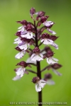 Orchis pourpre