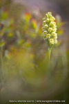 Orchis miel