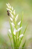 Abeille & Céphalanthère blanche