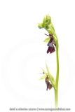 Ophrys mouche