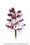 Orchis pourpre