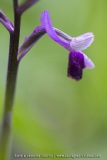 Orchis à long éperon