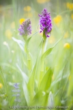 Orchis incarnat