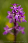 Orchis mâle - Orchis mascula (Androrchis mascula)
