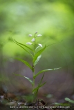 Céphalanthère à longues feuilles - Cephalanthera longifolia