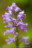 Orchis militaire - Orchis militaris