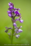 Orchis bouffon - Anacamptis morio