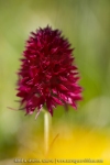 Orchis vanille ; Dark vanilla orchid
