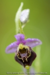 Ophrys bourdon - Ophrys fuciflora