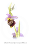 Ophrys bourdon