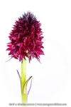Orchis vanille (Nigritelle vanille) - Gymnadenia rhellicani)