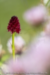 Orchis vanille (Nigritelle vanille) - Gymnadenia rhellicani)