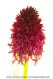 NIrgritelle du Mont Cenis - Gymnadenia cenisia