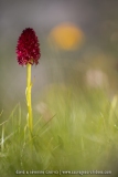 NIrgritelle du Mont Cenis - Gymnadenia cenisia