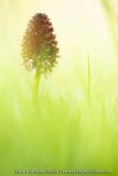 NIrgritelle du Mont Cenis - Gymnadenia cenisia