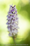 Orchis de Fuchs (Dactylorhize) - Dactylorhiza fuchsii