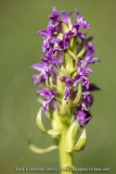 Orchis rouge sang  (Dactylorhize) - Dactylorhiza incarnata subsp. cruenta