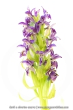 Orchis rouge sang  (Dactylorhize) - Dactylorhiza incarnata subsp. cruenta