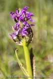 Orchis rouge sang  (Dactylorhize) - Dactylorhiza incarnata subsp. cruenta