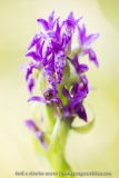 Orchis rouge sang  (Dactylorhize) - Dactylorhiza incarnata subsp. cruenta