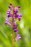 Orchis de Traunsteiner (Dactylorhize) - Dactylorhiza traunsteineri (Dactylorhiza lapponica)