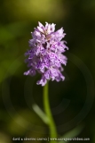 Orchis de Fuchs (Dactylorhize) - Dactylorhiza fuchsii