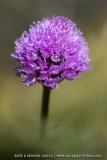 Orchis globuleux