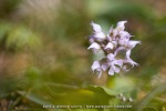 Orchis lacté