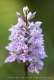 Orchis de Fuchs (Dactylorhize) - Dactylorhiza fuchsii