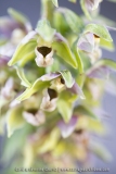Epipactis de Muller - Epipactis muelleri