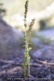 Epipactis de Muller - Epipactis muelleri