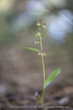 Epipactis à feuilles écartées - Epipactis distans (Epipactis helleborine)