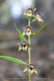 Epipactis à feuilles écartées - Epipactis distans (Epipactis helleborine)
