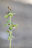 Epipactis à feuilles écartées - Epipactis distans (Epipactis helleborine)