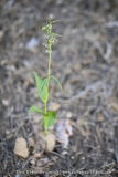 Epipactis à feuilles écartées - Epipactis distans (Epipactis helleborine)