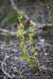 Epipactis de Muller - Epipactis muelleri