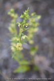 Epipactis de Muller - Epipactis muelleri