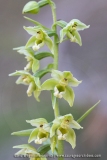 Epipactis de Muller - Epipactis muelleri