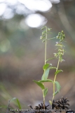 Epipactis à feuilles écartées - Epipactis distans (Epipactis helleborine)